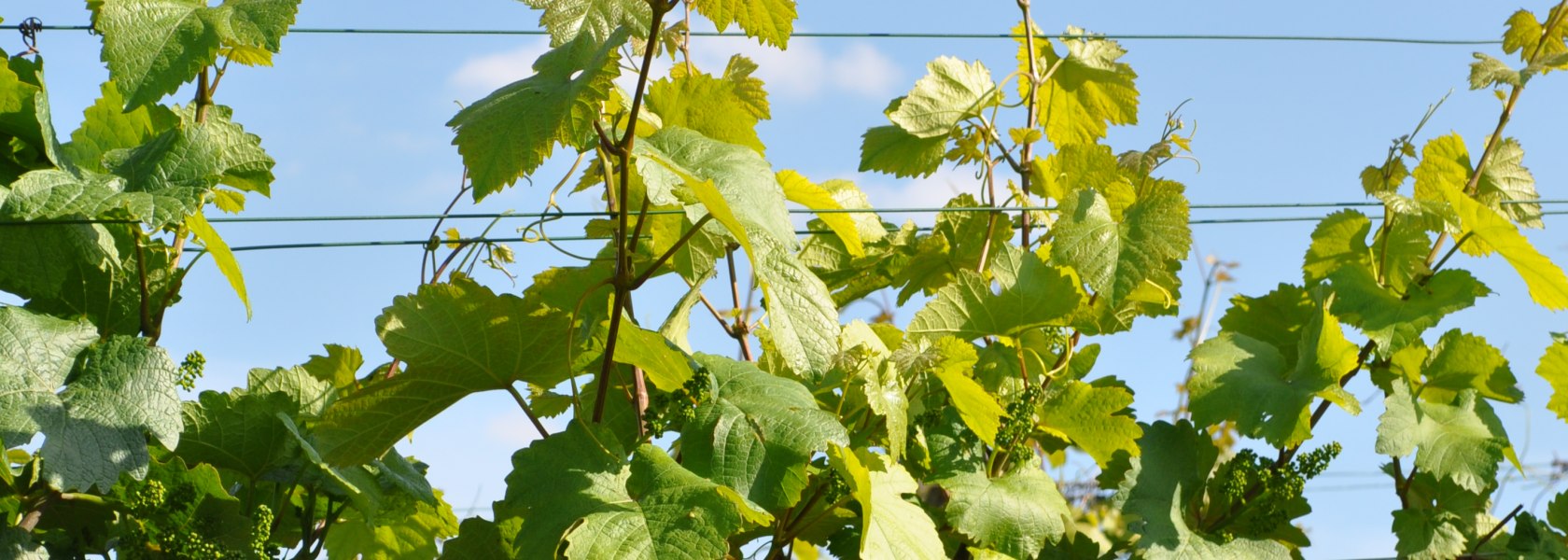 Weinreben (vitis)