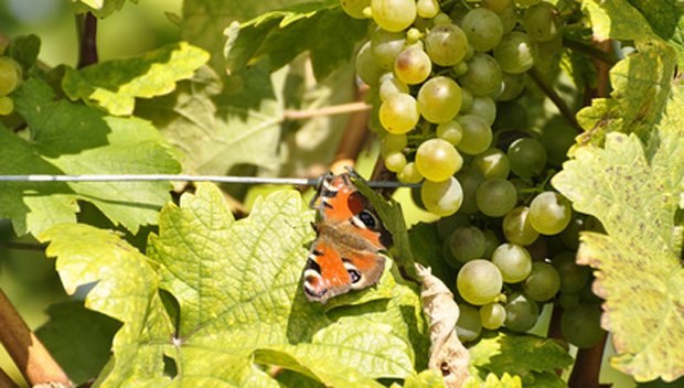 Grüner Veltliner