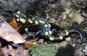 Feuersalamander, © Patricia Lechner